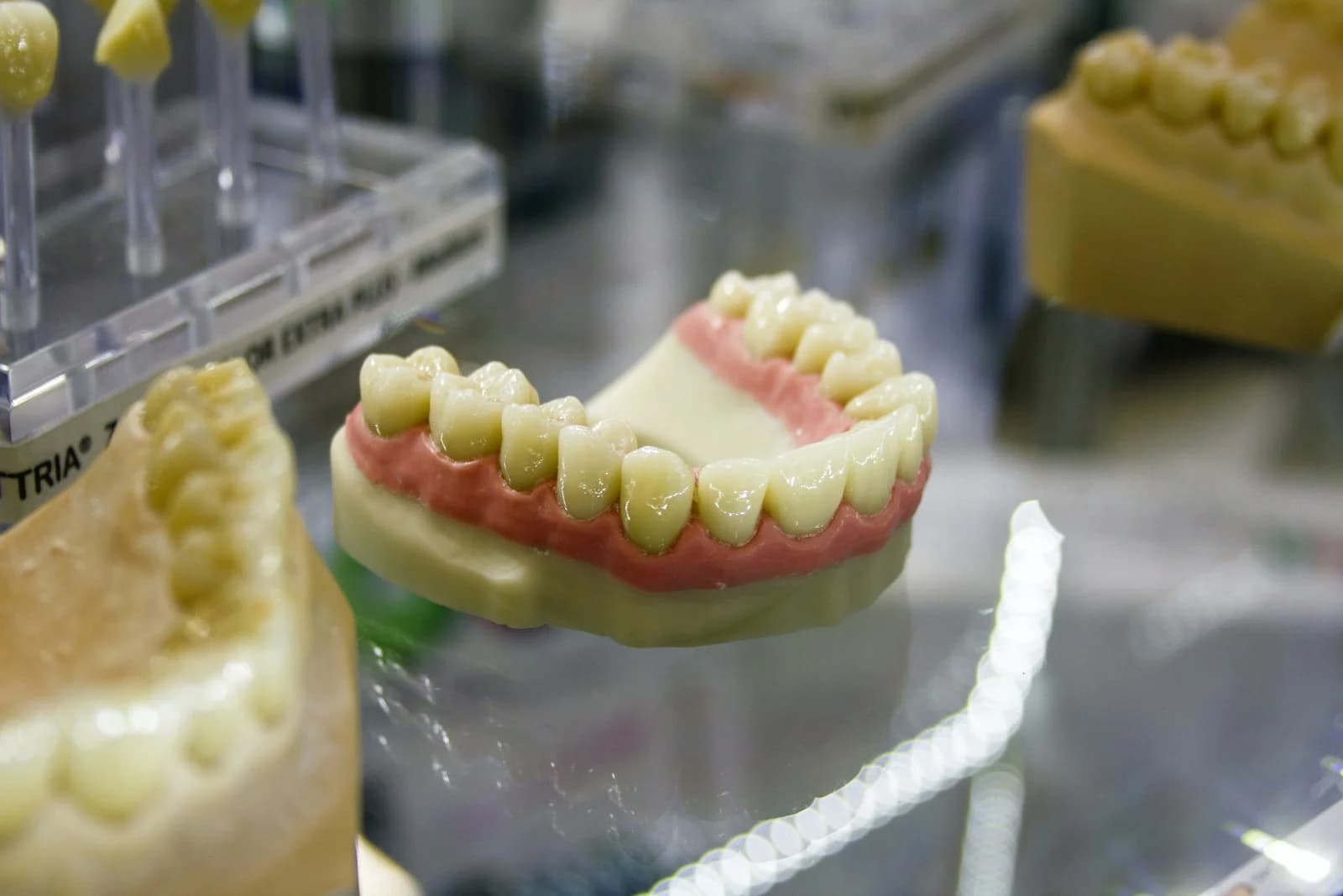 Close-up of a dental tooth model showing enamel surfaces